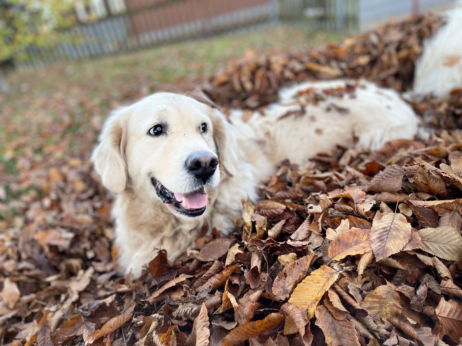 Unser Hofhund, ein cremefarbener Golden Retriever, liegt fröhlich im Herbstlaub