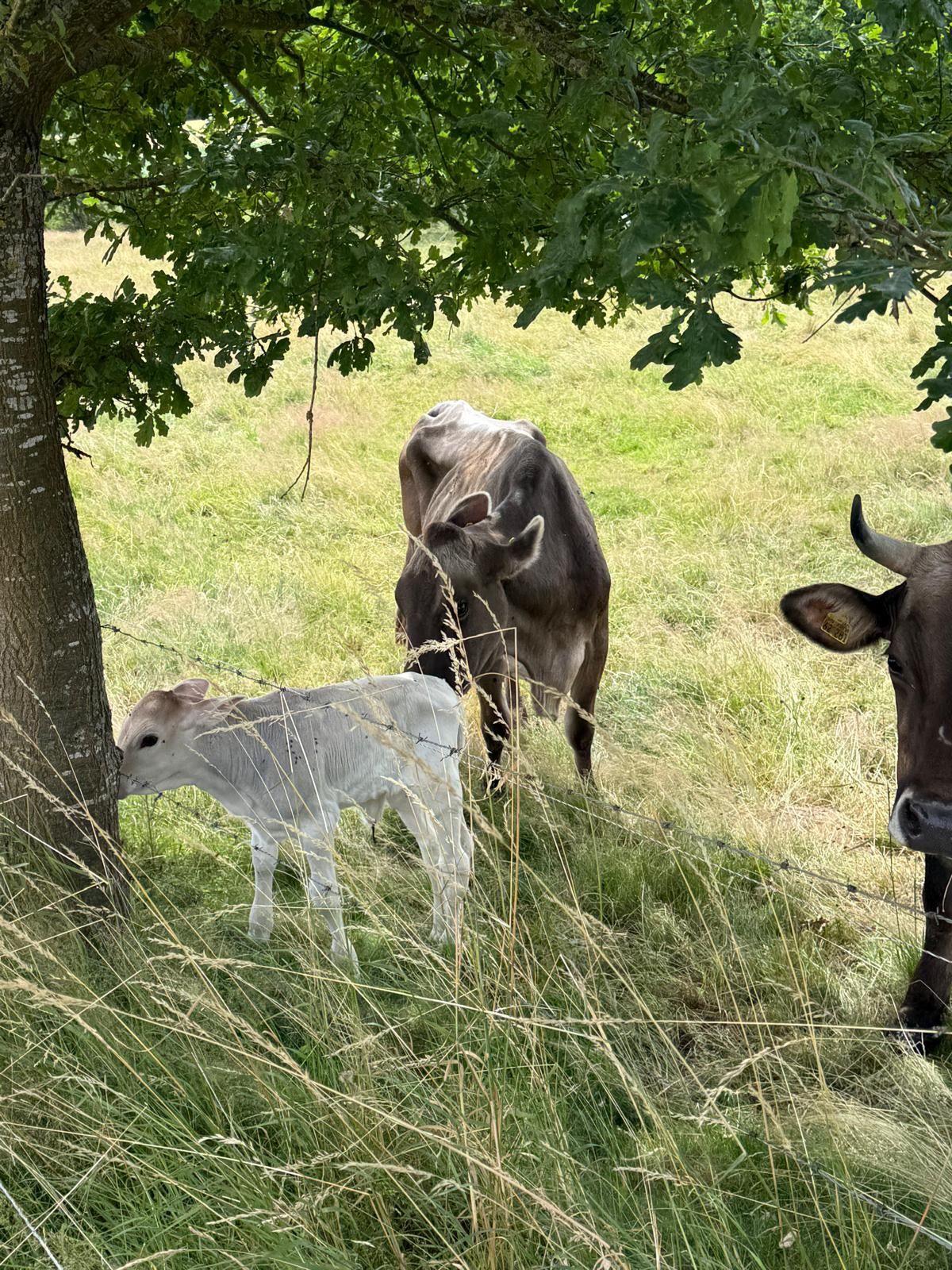 Kalb und Kuh unter einem Baum auf der Weide