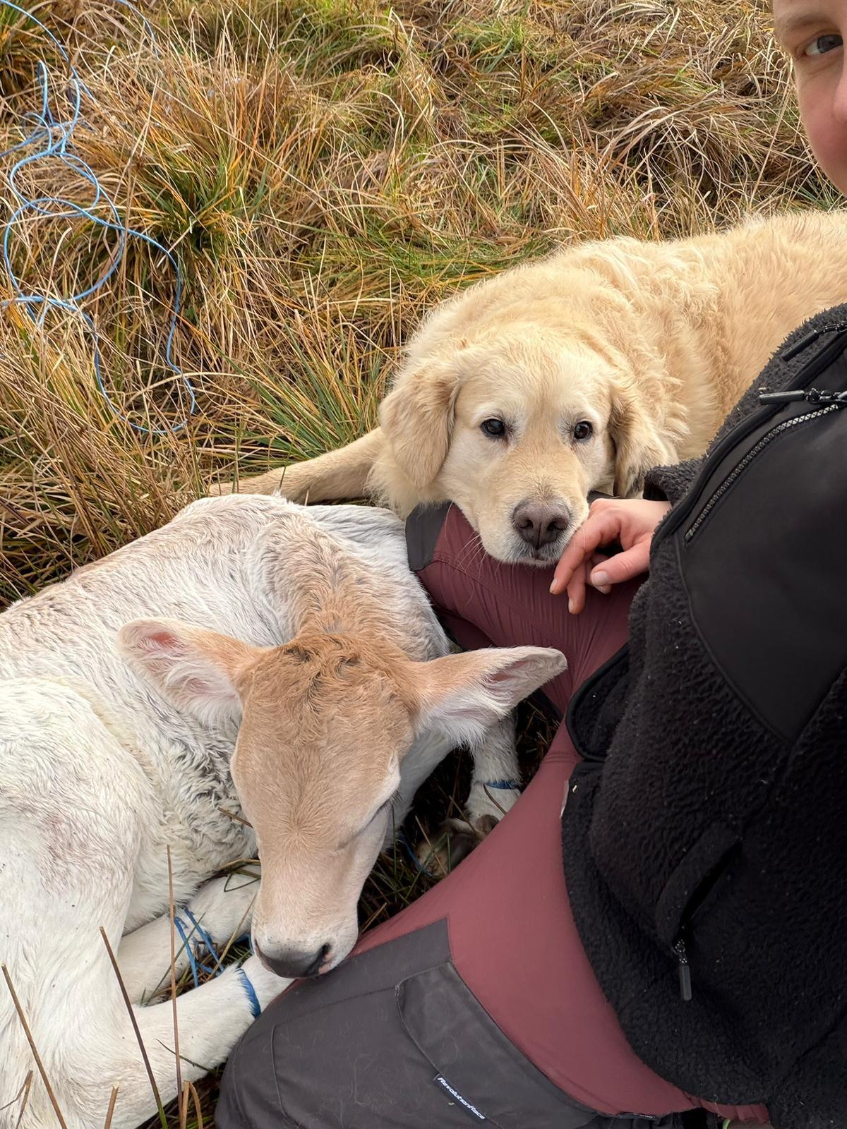 Junges Kalb ruht auf der Wiese auf einem Schoß, daneben liegt unser Golden Retriever