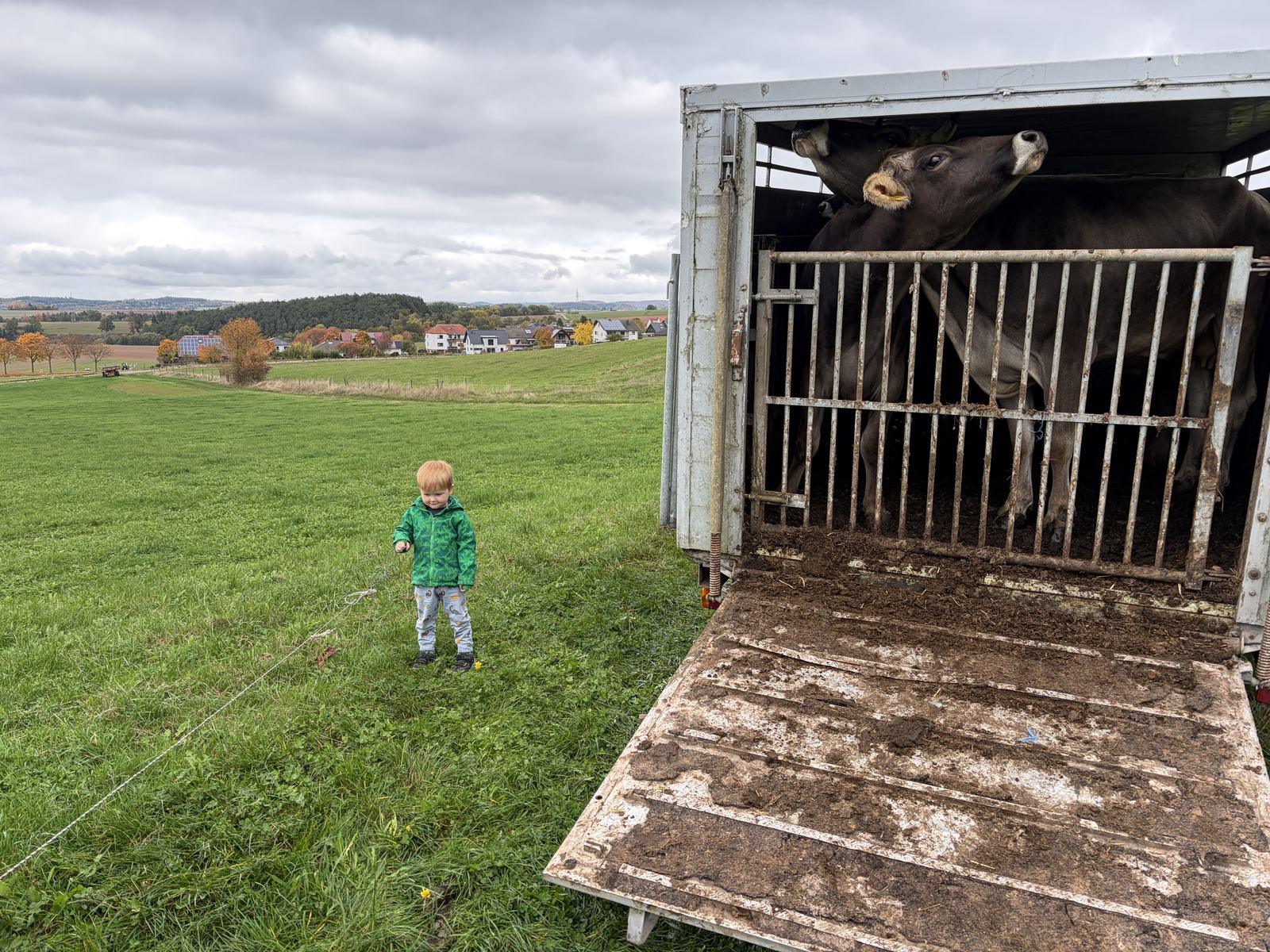 Kind in grüner Jacke auf der Weide neben einem Viehanhänger mit Braunvieh-Kühen, im Hintergrund das Dorf