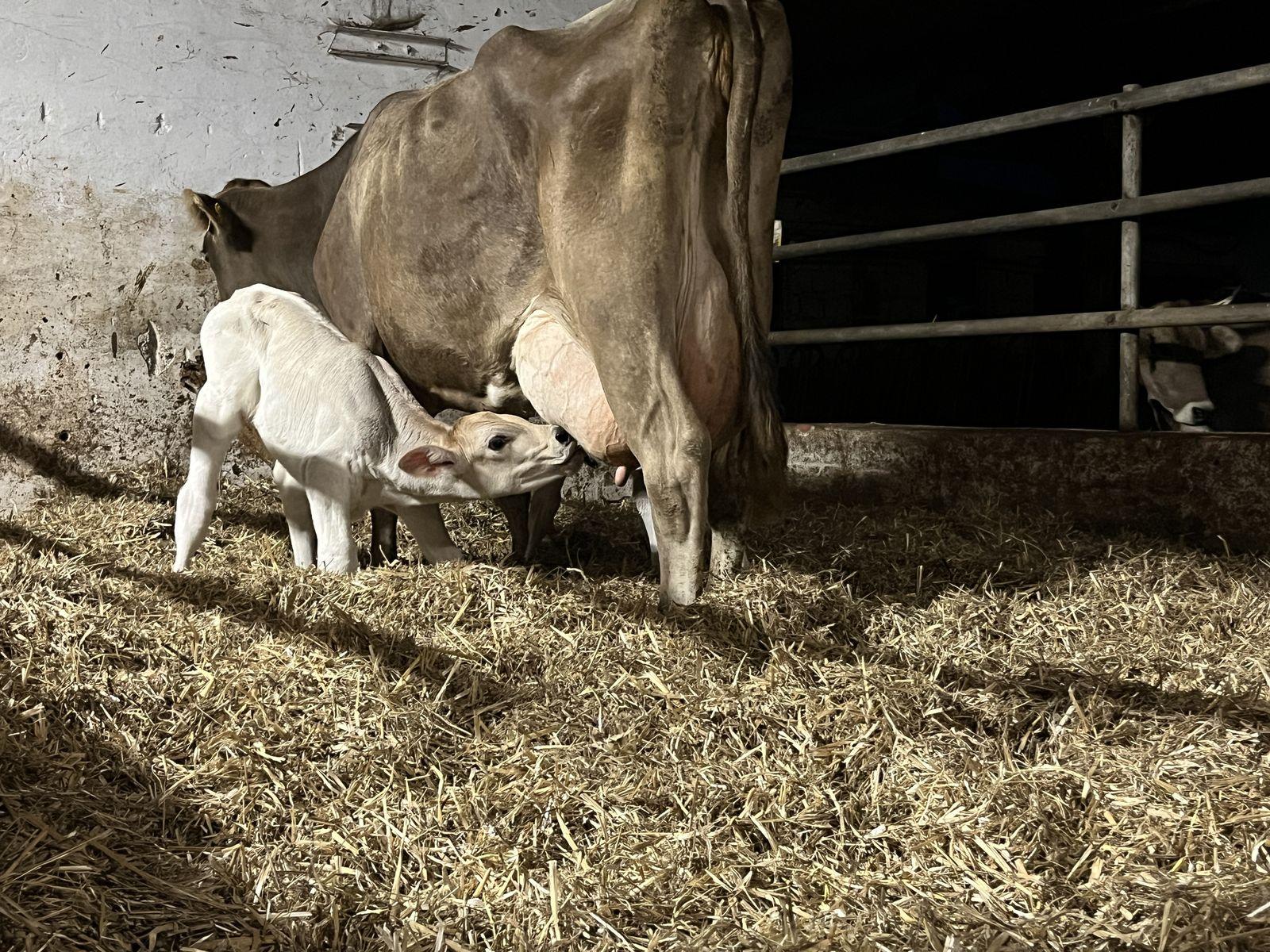 Kuh säugt ihr Kalb im Stroh des Boxenlaufstalls
