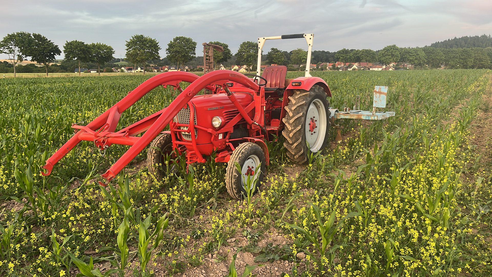 Roter Traktor in jungem Maisfeld mit gelben Blumen