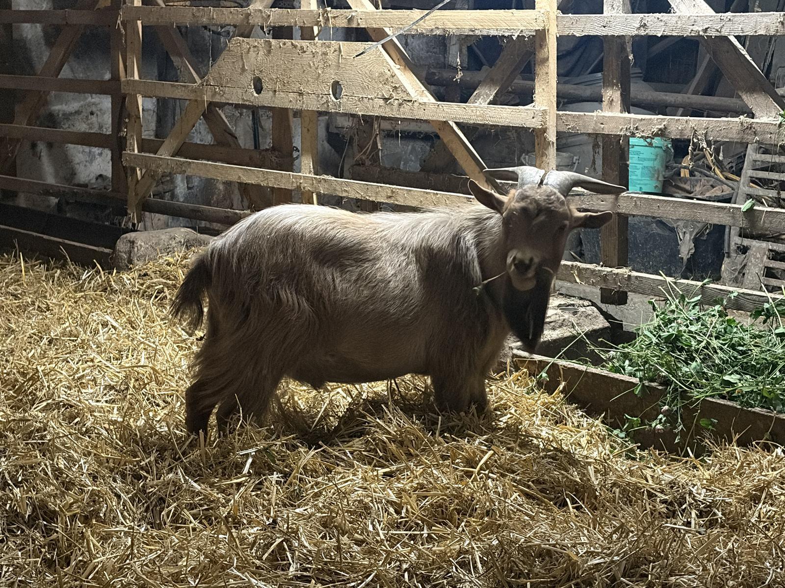 Beige-brauner Zwergziegenbock mit Hörnern im Stroh