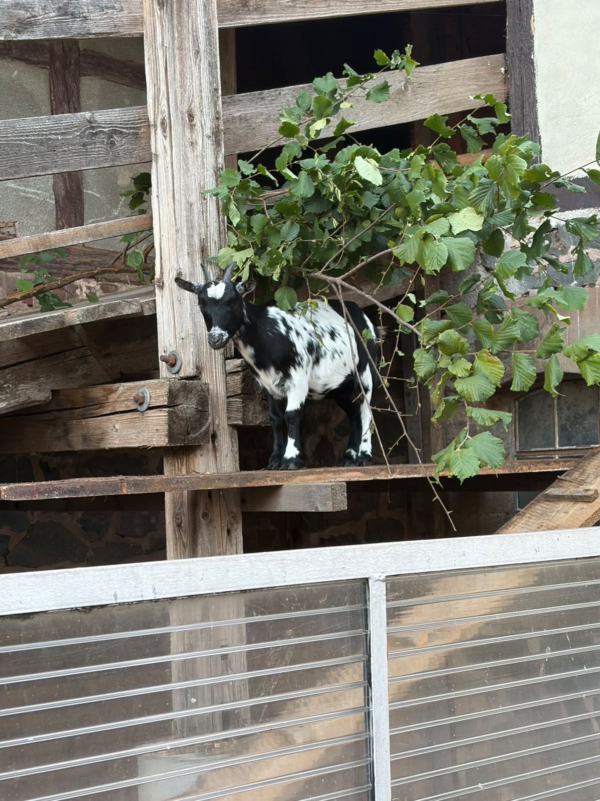 Schwarz-weiße Zwergziege steht auf einem Holzbrett zwischen Haselzweigen